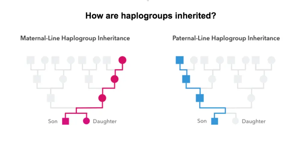 maternal and paternal lineage